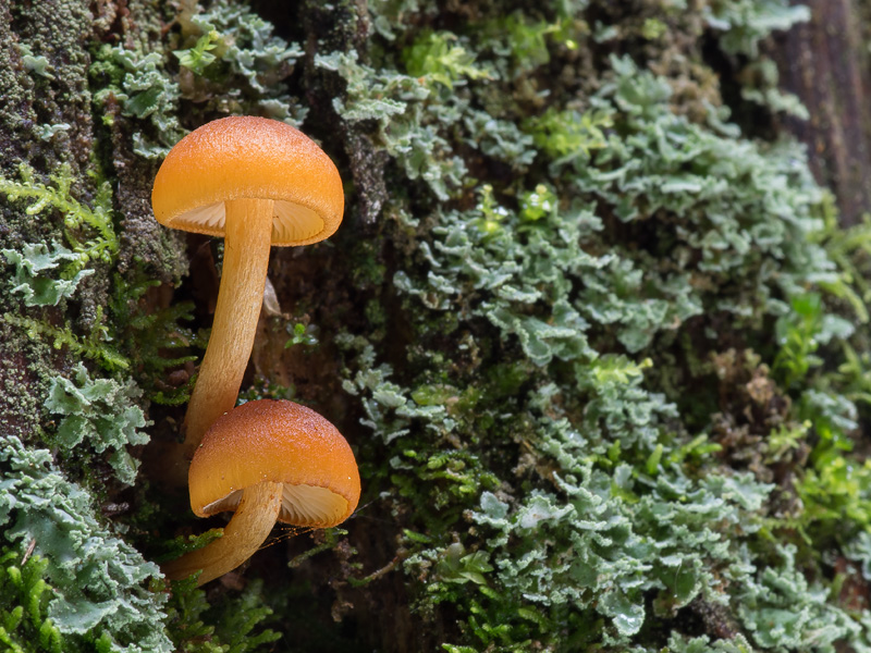 Gymnopilus bellulus